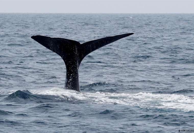 ¿Estamos más cerca de hablar con las ballenas?